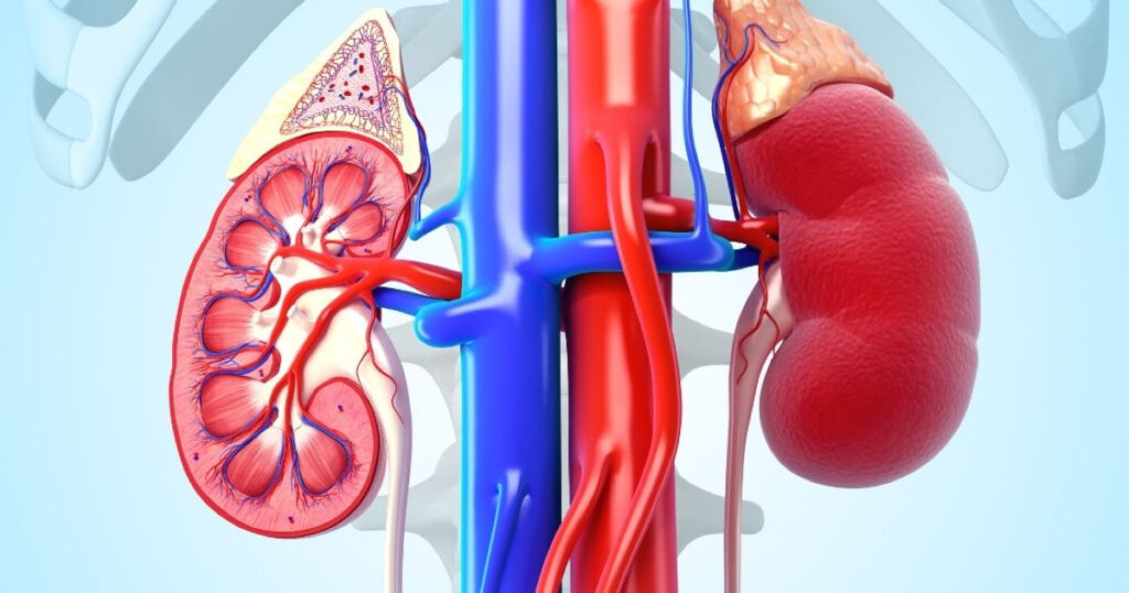 Bebekte Böbrek Genişlemesi